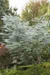 tree-and-shrub-eucalyptus-silver-dollar-seeds-houseplant-or-outdoor-perennial-tree-shrub-4_081...jpg
