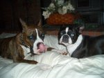 CHIEF AND GRACIE 021.jpg