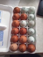 eggs.JPG