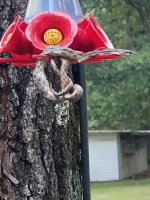 Hummingbird feeder snake M. bird.jpg