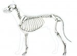 canine-skeleton.jpeg