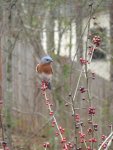 Bluebirds and such 045.JPG
