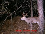 Deer on November 27 and 28 001.jpg