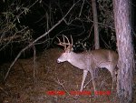 Deer on November 27 and 28 002.jpg