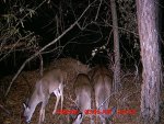 Deer on November 27 and 28 016.jpg