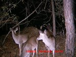 Deer on November 27 and 28 017.jpg