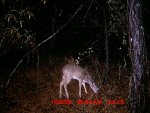 Deer on November 29 and 30 019.jpg