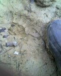 footprint2.jpg