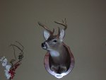 scottys deer 004.jpg