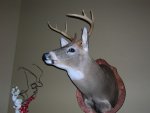 scottys deer 005.jpg