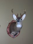scottys deer 006.jpg