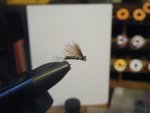 for the cycle (caddis) 004.JPG