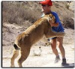 lion_wrestling.jpg