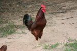 rooster chicken 012mod.jpg