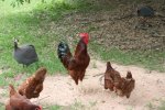 rooster chicken 008mod.jpg
