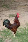 rooster chicken 026mod.jpg