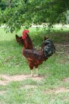rooster chicken 048mod.jpg