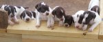 Puppies in a row.jpg