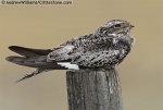 common-nighthawk-bullbat-on-fence-post-AWBR070106-29.jpg