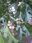 red oak acorns.jpg