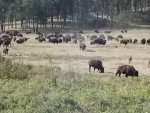 Buffalo herd in Custer SP.jpg