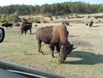 Buffalo herd in Custer SP-2.jpg