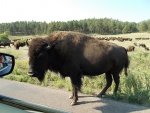 Buffalo cow.jpg