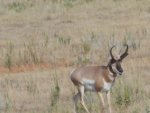 Antelope buck... Custer SP.jpg