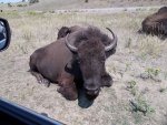 Lying buffalo.jpg
