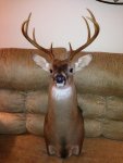 Deer 2012 - 1.jpg