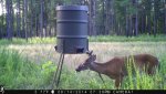 Buck at feeder.jpg