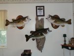 Fish on the wall.JPG