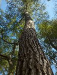 Tall Pine Tree.JPG