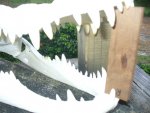 12 ft alligator skull 003.jpg