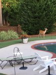 deer at the pool.jpg