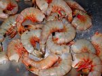shrimp1.jpg