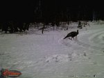 wildgame  3day pictures 002.jpg