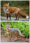 Appalachian Fox Species_0.jpg