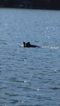 swimming bear.PNG