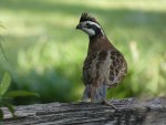 quail 1.jpg
