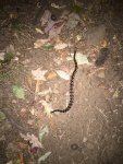 freeman trail rattle snake.JPG