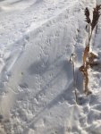 Tracks in snowLD.JPG