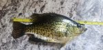 tims crappie 1.jpg
