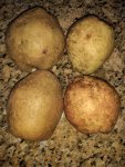 Keiffer Pears 10-2-20.jpg