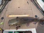 Big Flathead catfish Hartwell 2021.jpg