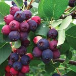 autumn-serviceberry-juneberries_570x570_crop_center_1000x1000.jpg