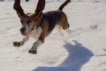 snow-basset-hound-running.jpg