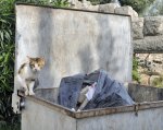 stray-cat-scaveging-a-dumpster.jpg