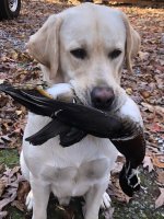 Neville With Wood Duck.jpg