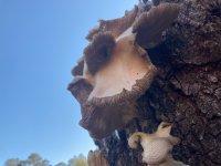mushroom 4.jpg